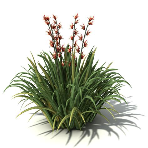 Xfrogplants New Zealand Flax 3d Model Max Obj 3ds C4d Lwo Lw Lws Ma Mb