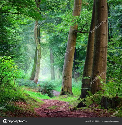 Tranquil Scenery Green Forest Landscape Shot Soft Cool Light Falling