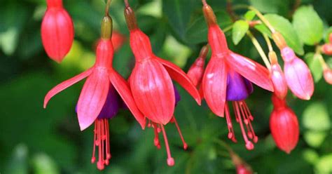 You need to learn how to take good care of those flowers and pass the education across to your customers. How To Care For The Fuchsia Plant