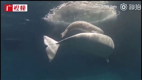 Amazing Footage Shows Beluga Whale Giving Birth In China Youtube