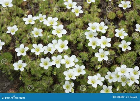 Flowers Of Sagina Subulata Blooms In The Garden On A Sunny Day Alpine