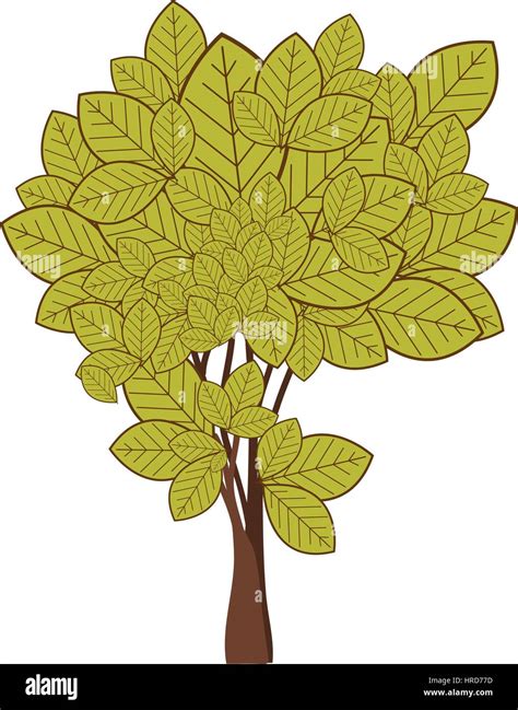 Green Leafy Tree With Ramifications Nature Icon Stock Vector Image