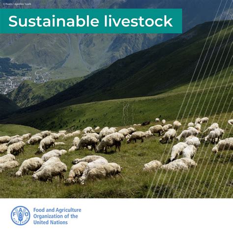 Fao Livestock On Twitter Making Livestock More Sustainable Is