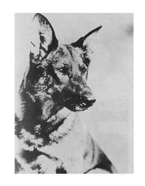 Rin Tin Tin From Battlefield To Hollywood A Story Of Friendship Npr