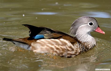 American Wood Duck Wildfowl Photography