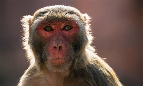 Rhesus Macaques With Sars Cov 2 Develop Promising Immune Response