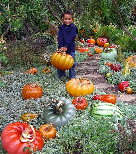 Besides good quality brands, you'll also find plenty of discounts when you shop for glass pumpkin during big sales. Glass Pumpkin Patch, Richmond: Art blooms - SFGate