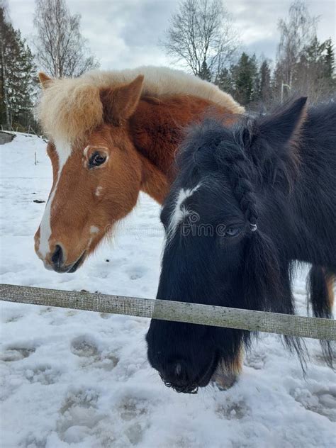 A Beautiful Black Horse Long Hair Big Black And White Horses Brown