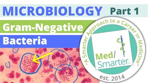 Gram Negative Bacteria Microbiology Usmle Step 1 Pt 1 Youtube