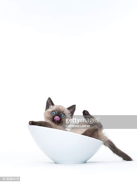 Cute Siamese Cat Stock Fotos Und Bilder Getty Images