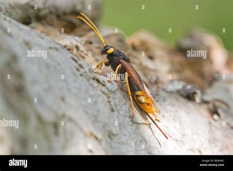 Horntail Wood Wasp Urocervus Gigas Adult Insect At Rest On A Tree