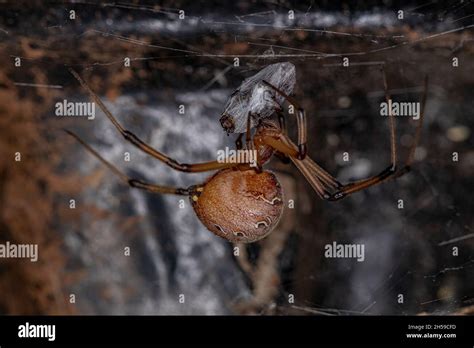 Adult Female Brown Widow Spider Of The Species Latrodectus Geometricus