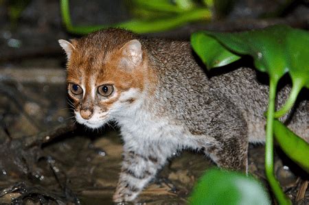 It is an endangered species, because the wild for these reasons, it is listed on the iucn red list since 2008.2. Flat Headed Cat l Fascinating Wildcat - Our Breathing Planet