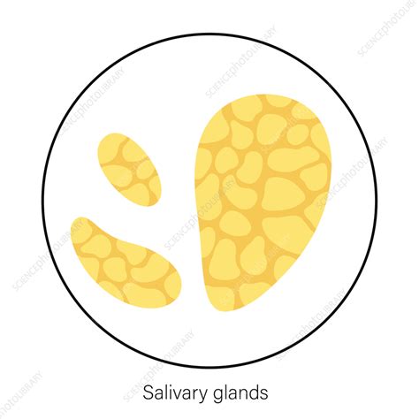 Salivary Glands Illustration Stock Image F0363892 Science Photo