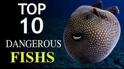 Top 10 Dangerous Fish In The World Youtube