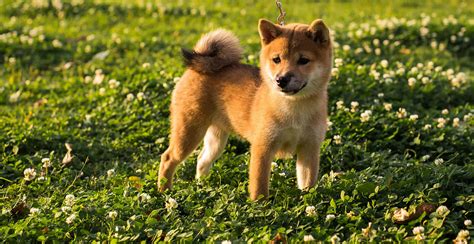 Hokkaido Dogs Why This Loyal And Intelligent Breed Deserves A Place In