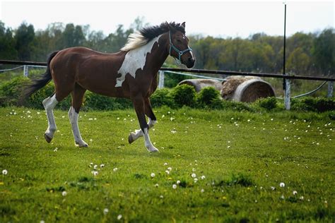 5 Types Of Horse Gaits And How Horses Move With Chart Pet Keen