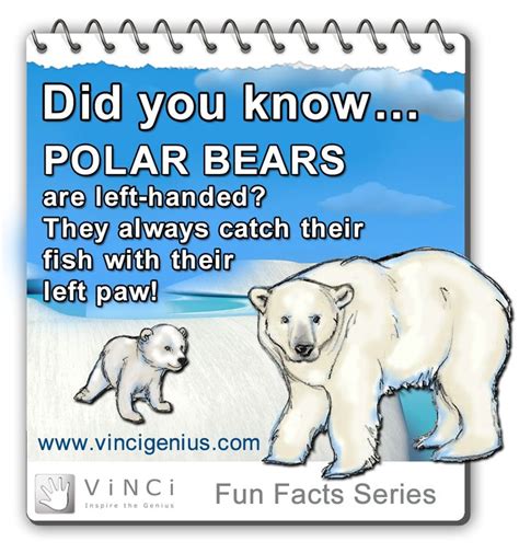 Did You Know This Tidbit About Polar Bears Fun Facts About Animals