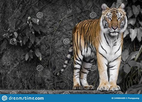 Close Up Indochinese Tiger Is Beautiful Animal And Dangerous In Forest