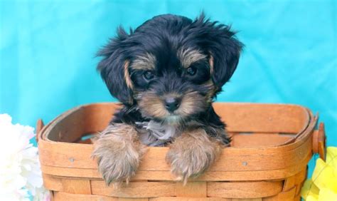 The average cost for a yorkie is 550 dollar put it still depends on where you buy it. Sport | Yorkiepoo Puppy For Sale | Keystone Puppies ...