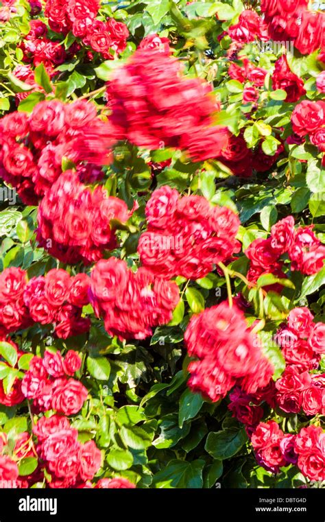 Rose Roses Fence Bush Plant Garden Red Pretty Uk Stock Photo Alamy