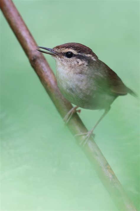 Sugiichi Bird Cage