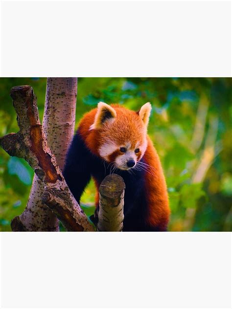 Red Panda Poster For Sale By Shaunrowlands Redbubble