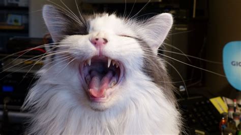Cat Yelling At Cat Meme Template Memetemplatesofficial Photos