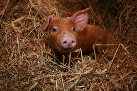 Piglet Free Photo Download Freeimages