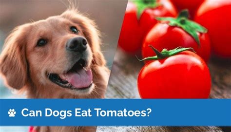 Can Dogs Eat Tomatoes Nutrition Facts And Safety Guide Hepper