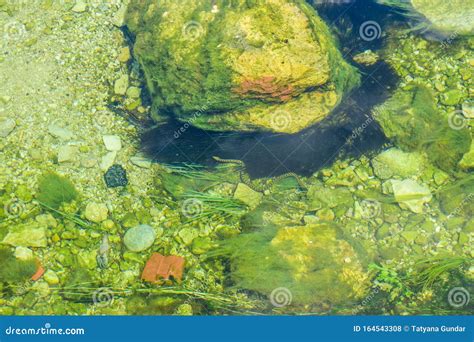 The River Bottom Stock Photo Image Of Riverside Nature 164543308