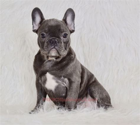 If you are looking to adopt or buy a frenchy take a look here! Available Puppies - French Bulldogs LA