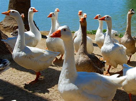 Gaggle Of Geese Fairmount Lake Riverside Ca Daniel Orth Flickr