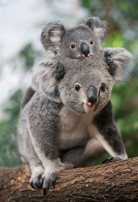 This Orphaned Koala Is The Cutest Thing You Will See Today