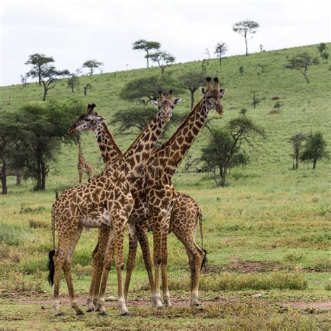 Herd Of Giraffe Serengeti Tanzania Stock Image Image Of National Park 53536969