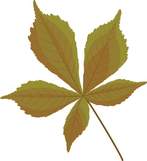 Horse Chestnut Autumn Leaf Clipart Free Download Transparent Png