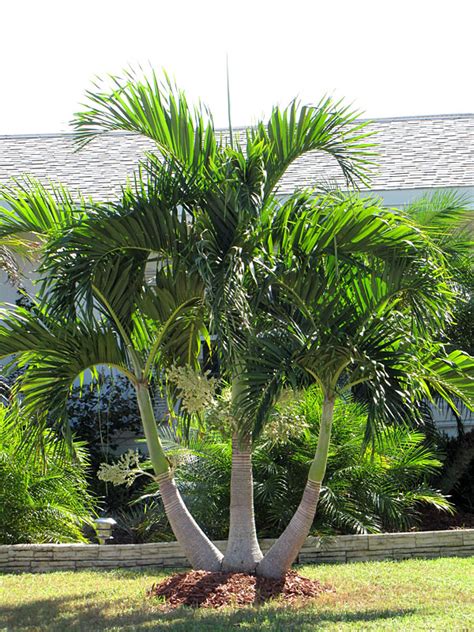 Christmas Palm Tree Adonidia Merrillii Fast Growing Palms