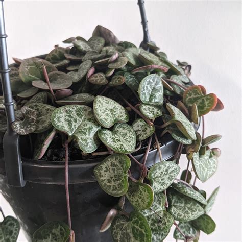 Ceropegia Woodii Chain Of Hearts 15cm Plantsmith Indoor Plants