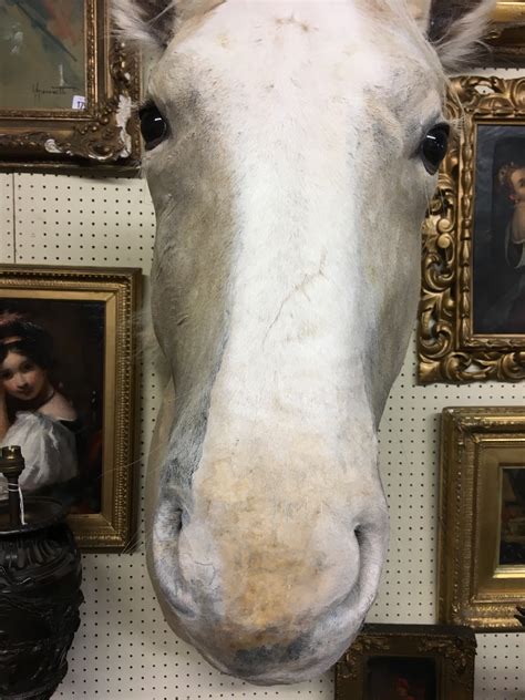 A 21st Century Taxidermy White Horse Head H 100cm X W 36cm X D 745cm