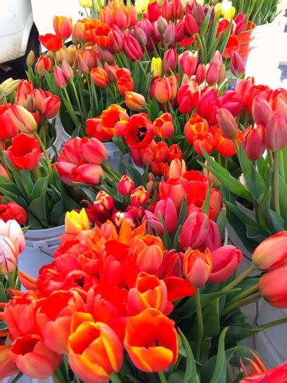 904 miami street, urbana, oh 43078. Wow! It's a tulip explosion thanks to McGinnis Ranch — InMenlo