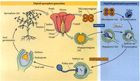 Plant Life Cycle Explained For All Plant Types Biology Explorer