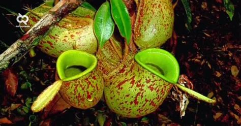 Kepentingan warna kepada haiwan *penyamaran : Tumbuhan-Tumbuhan Unik, Ada yang Bisa Bangkit dari ...
