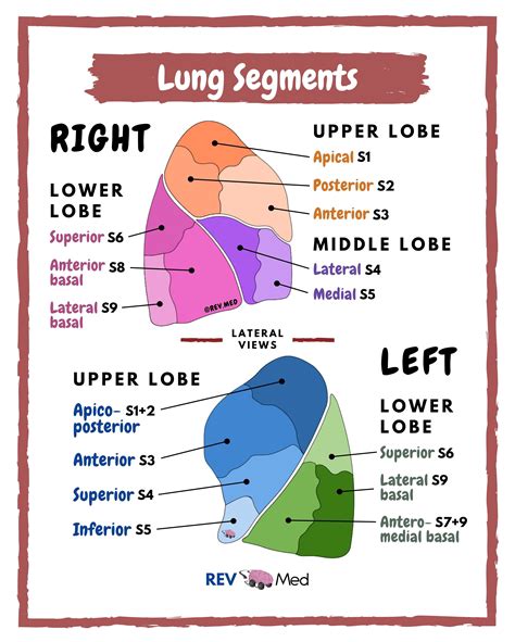 Lung Segments In Color Anatomy Medizzy