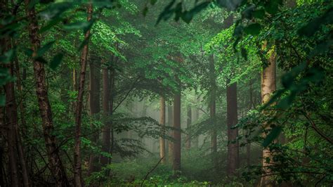 Forest Scene Ultra Hd Wallpapers Wallpaper Cave