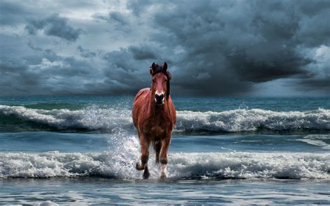 Horses By The Ocean Wallpapers Wallpaper Cave