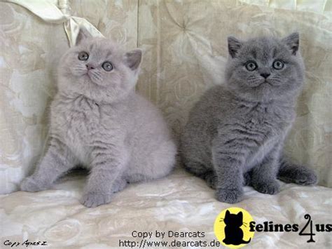 British Shorthair Kitten For Sale Dearcats De 16 Yrs Old