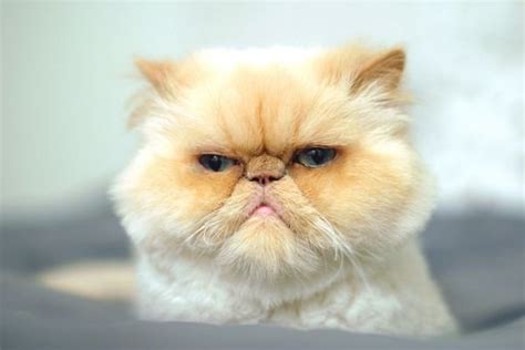 Breaking Stereotypes These Smushed Face Cats With Flat Faces Will Melt