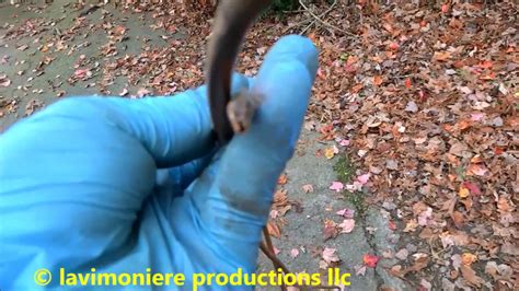 If the leak continues even after the shower is off, then the leak is probably coming from a water pipe. water leaking from ceiling - YouTube