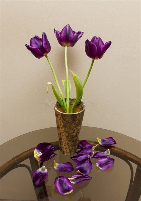Maroon Tulips Stock Photo Image Of Season Tulips Beauty 69064610
