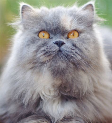 Learn About The Persian Cat Breed From A Trusted Veterinarian